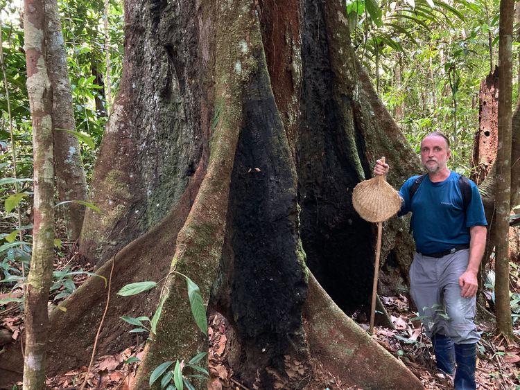 Let's Save the Giant Trees of the Rainforest!
