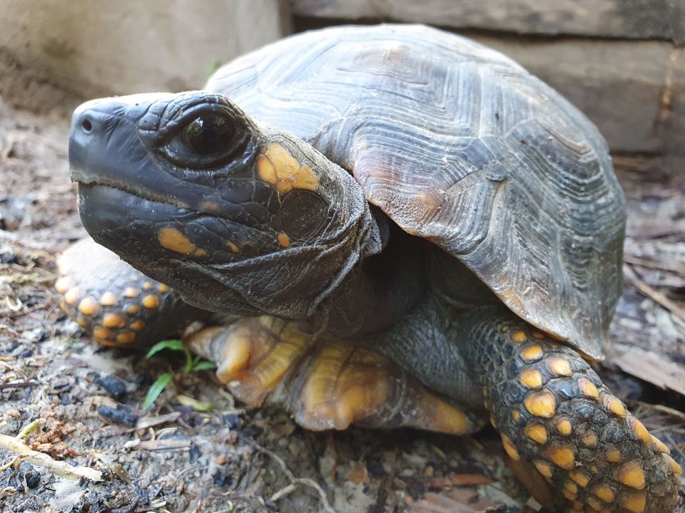 Two Flat-Headed Turtles Rescued